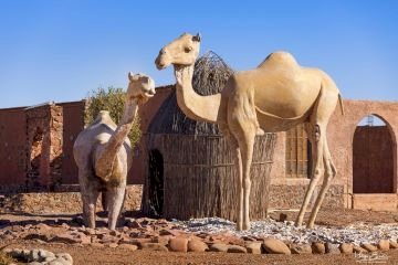 COCO CAMEL